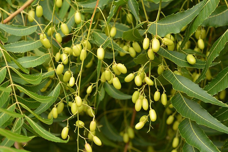 blog by-cosmetics neem oil