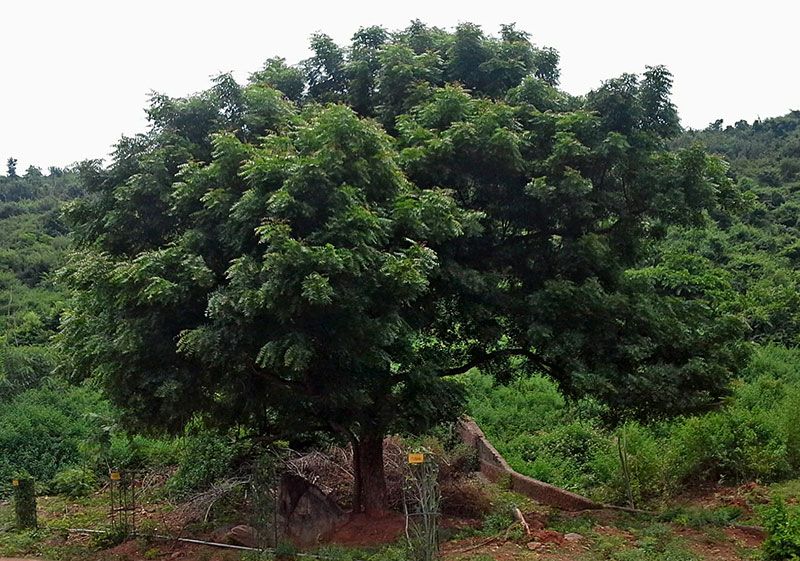 blog by-cosmetics neem oil