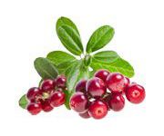 by-cosmetics Vitis